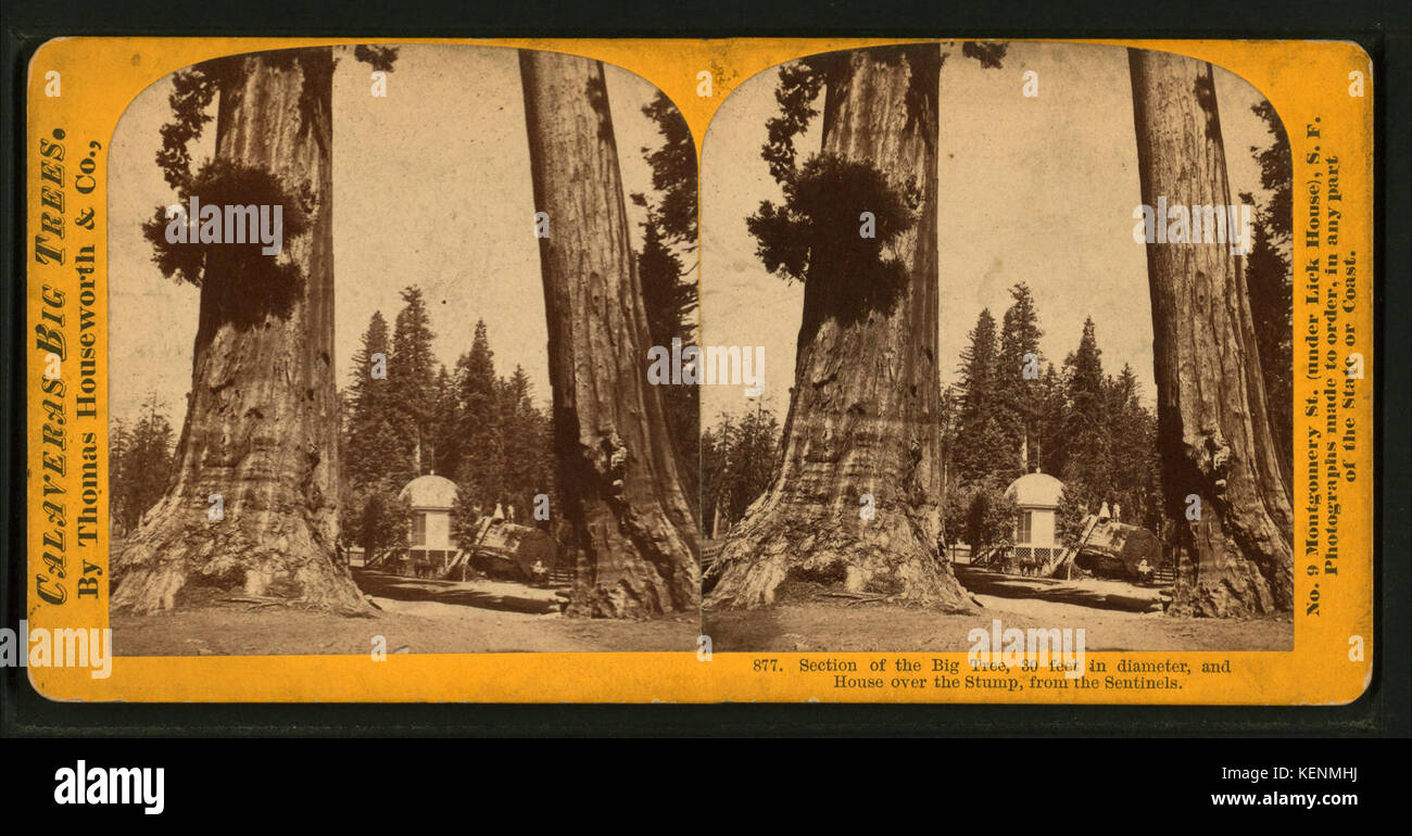 Abschnitt der Großen Baum, 30 Meter im Durchmesser, und Haus über den Stumpf, von den Sentinels, von Lawrence & Houseworth Stockfoto
