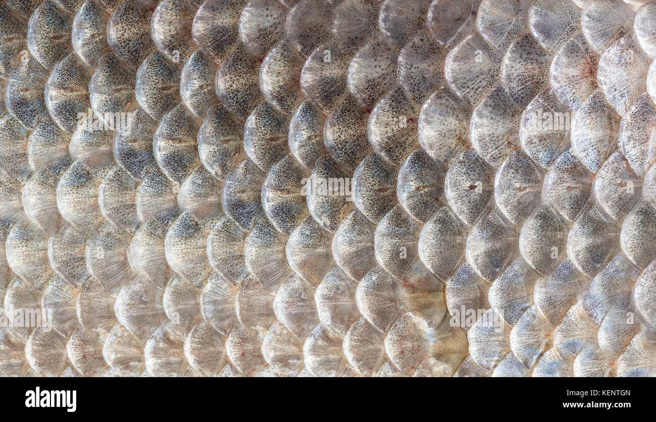 Essen Hintergrund Textur von Fisch schuppen close-up Stockfoto