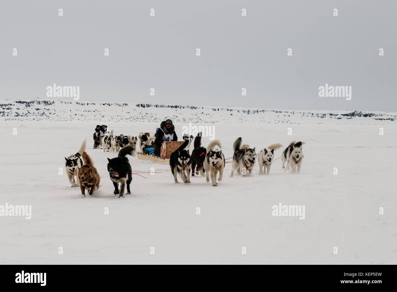 Inukjuak, Nunavik, Quebec, Kanada. 31. März 2017. Die letzten beiden Teams des Tages kommen in Inukjuak an. Seit 2001 ist Ivakkak eine Veranstaltung, die die Husky-Hunde ehrt. Alle zwei Jahre wird das Rennen durch mehrere Dörfer der Nunavik geführt. Husky-Hunde haben eine lange Tradition, eng mit Menschen zu leben. Im letzten Jahrhundert halfen sie als unverzichtbare Wächter gegen Raubtiere, und ohne GPS konnten sie sich sehr leicht in der Tundra zurechtfinden. Quelle: Yves Choquette/SOPA/ZUMA Wire/Alamy Live News Stockfoto