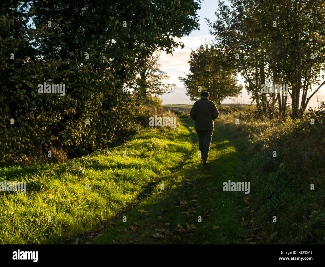 Ältere ältere Mann, Gummistiefel, Jacke und Kappe gehen auf einem Gras weg in der Landschaft mit niedrigen Sonnenlicht auf Herbst Tag, Schottland, Großbritannien Stockfoto