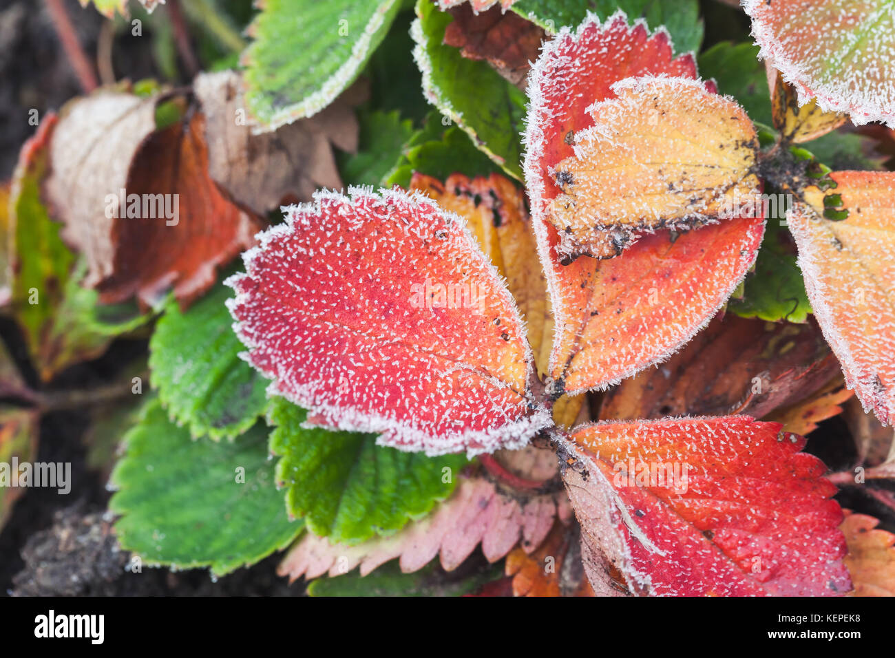 Bunte an gefrorenen Erdbeeren Blättern bedeckt mit Raureif, Makro Foto mit selektiven Fokus Stockfoto