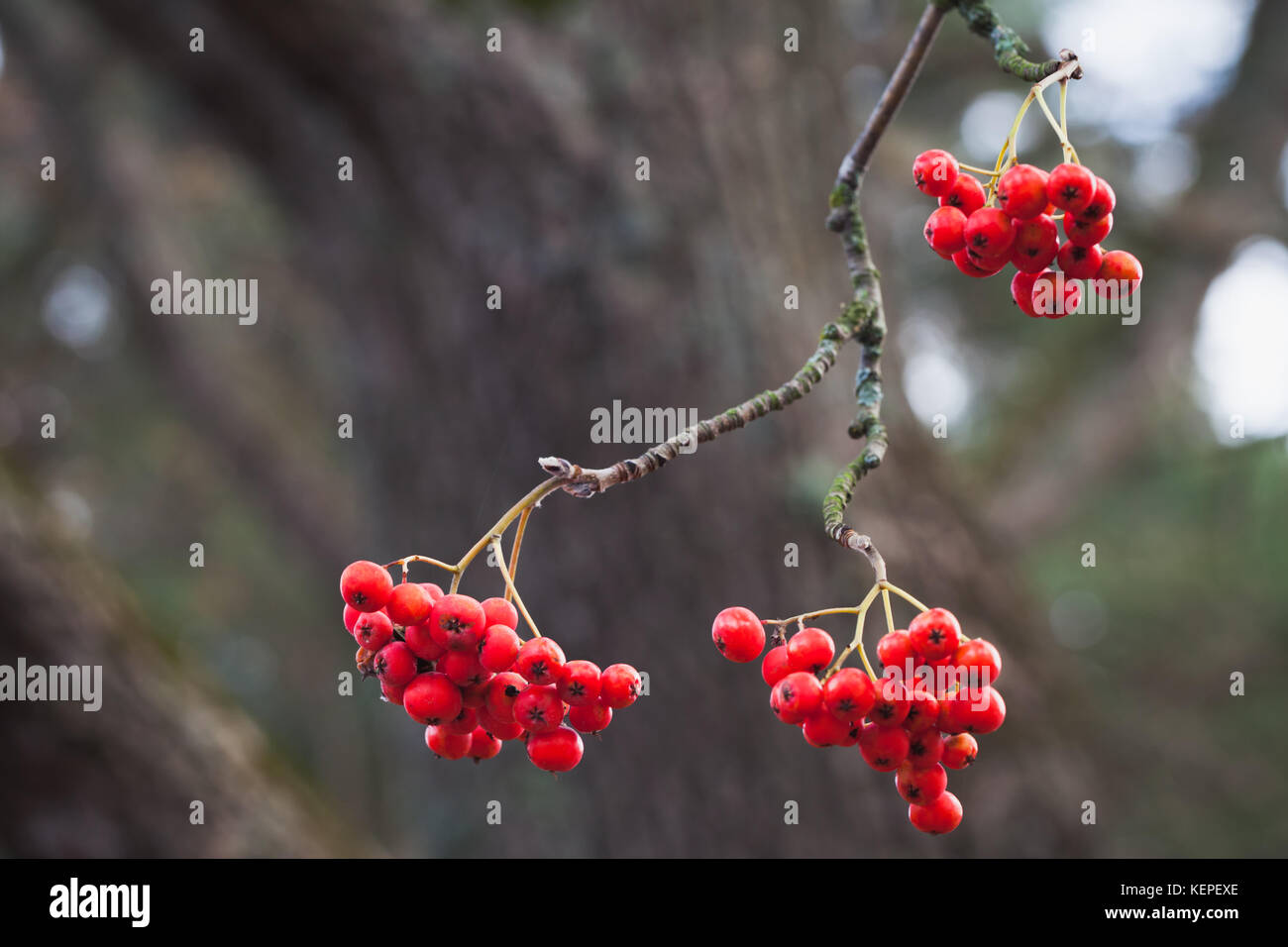 Europäische rowan Früchte, Makro Foto von roten Beeren im Herbst Stockfoto