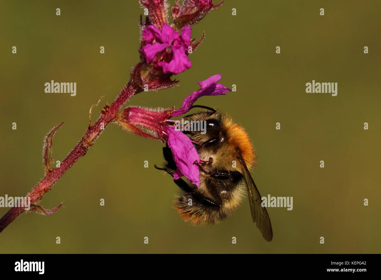 Gemeinsamen Carder Bumblebee Stockfoto