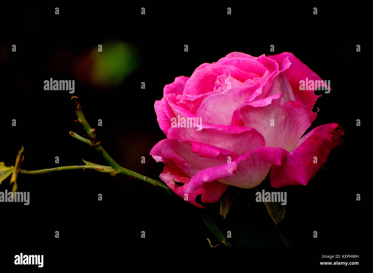 Offene Rose Blüte in Rosa Stockfoto