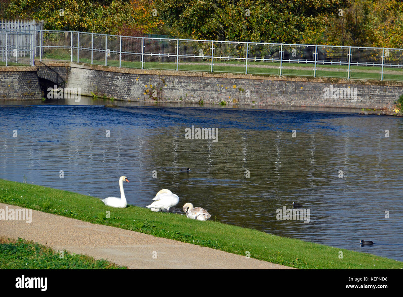 Schwäne am Walthamstow Feuchtgebiete, London. Wetland Centre. Stockfoto