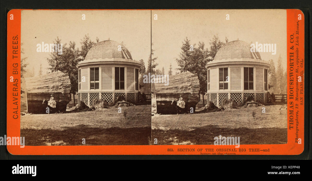 Dieses Foto aus dem 19. Jahrhundert zeigt einen Teil des ursprünglichen Big Tree zusammen mit einem auf dem Stumpf erbauten Haus. Das Bild wurde von Lawrence & Houseworth aufgenommen, der für die Dokumentation amerikanischer Landschaften bekannt ist. Stockfoto