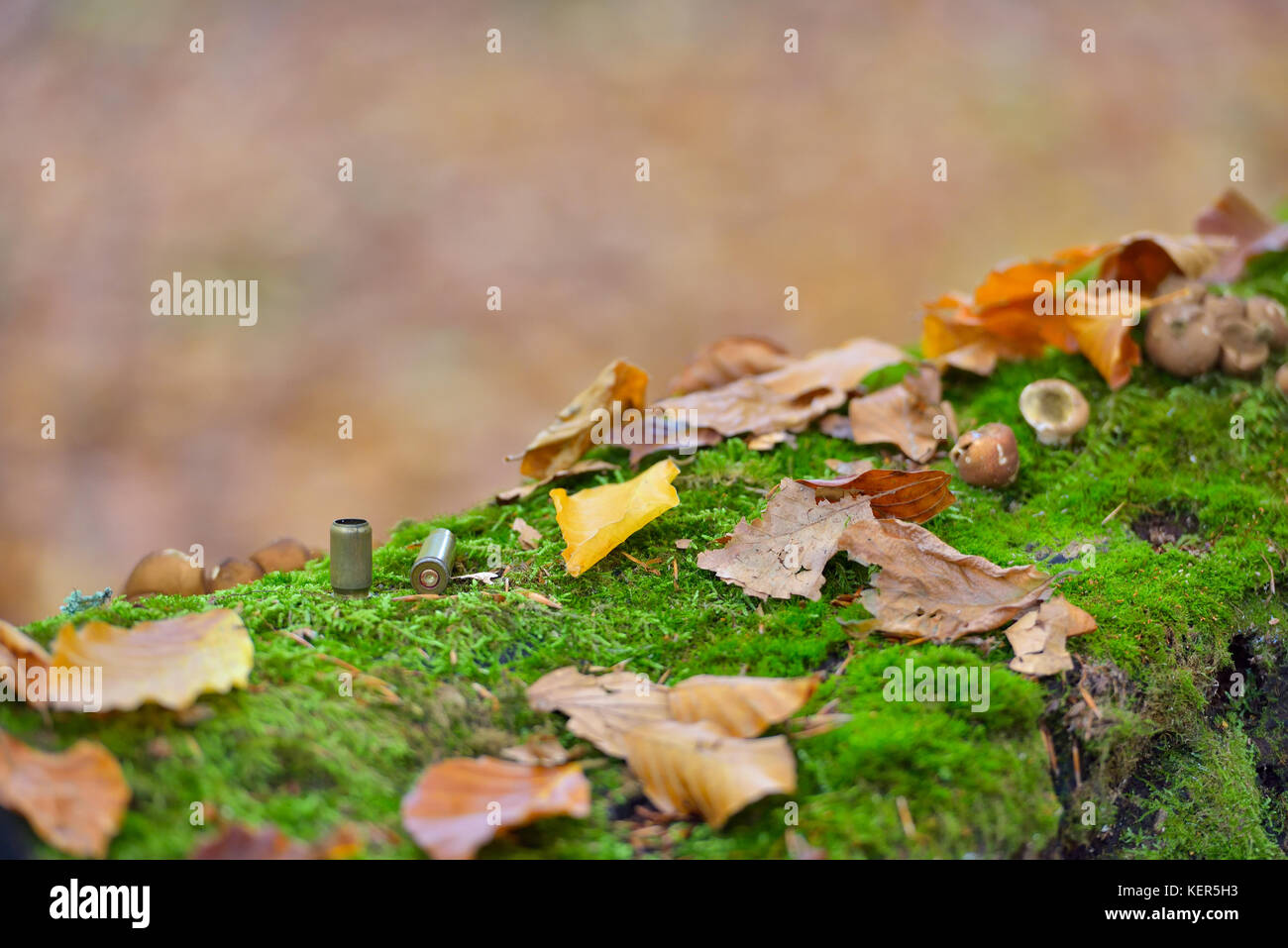 Patronenhülsen auf Waldboden übersät, Herbst Farben Stockfoto