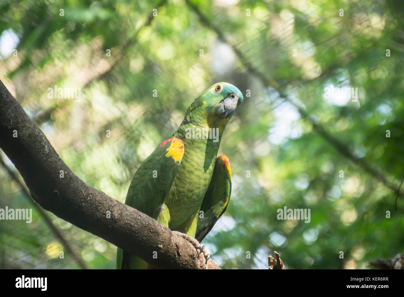 Blue-fronted Amazon Papagei (Amazona aestiva), erwachsenen Vogel auf einem Zweig. Iguazu, Argentinien, Südamerika Stockfoto
