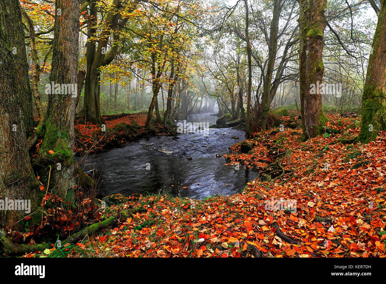 River Washburn Nidderdale North Yorkshire Stockfoto