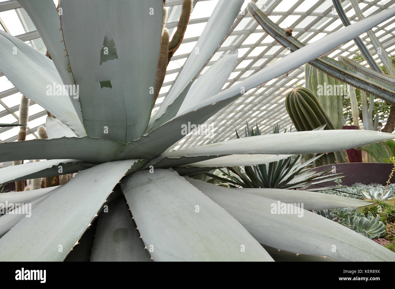 Nahaufnahme der riesige agave Pflanzen in Blüte Kuppel in Gärten durch die Bucht, Singapur Stockfoto