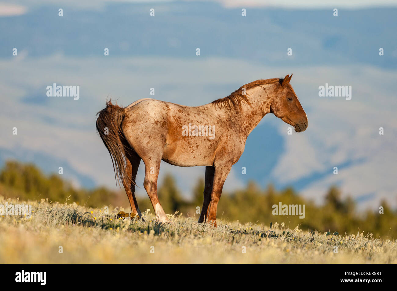 Red roan wilde Mustang Hengst Stockfoto