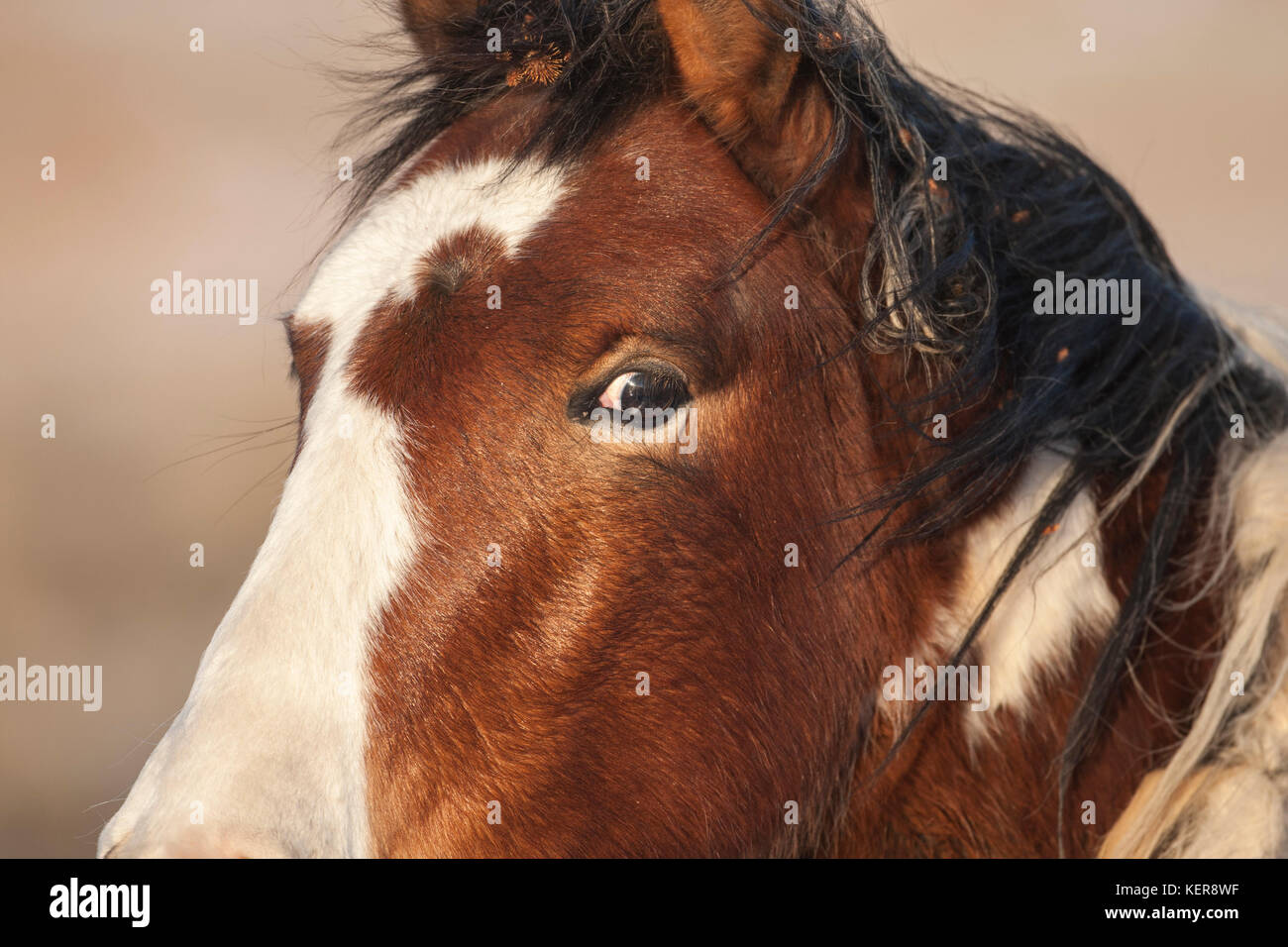 Wilde Mustang paint Closeup Portrait Stockfoto