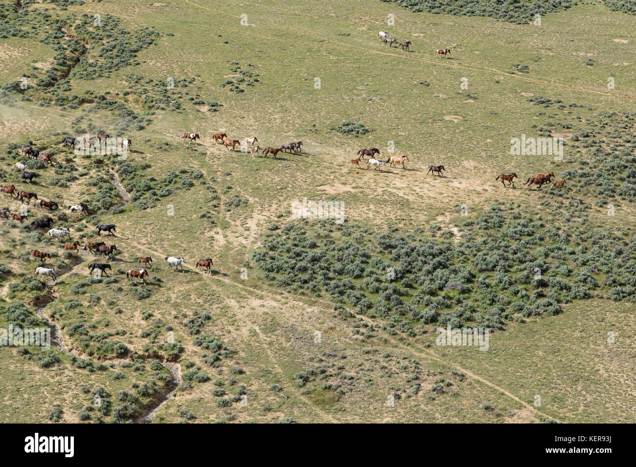 Luftaufnahmen von wilden Mustangs in Wyoming Stockfoto