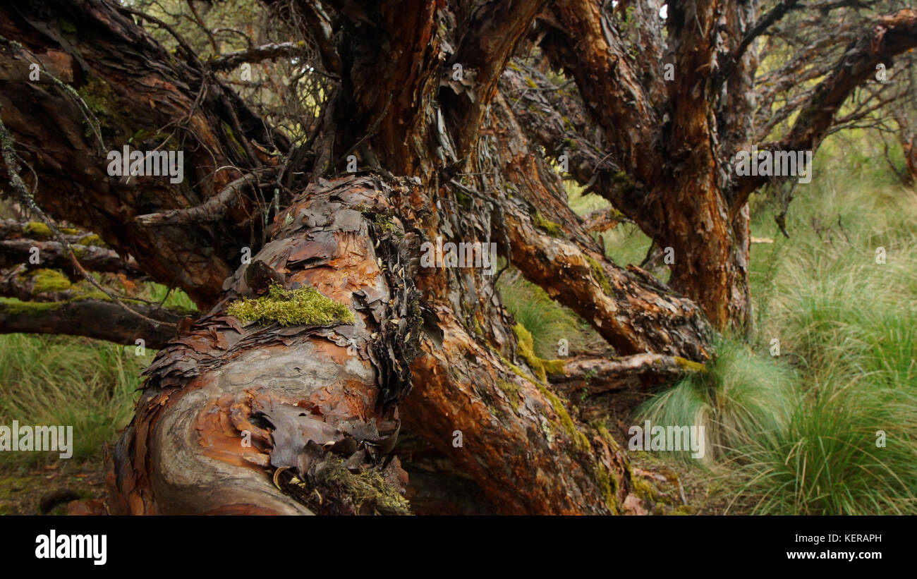 Baum im Moor in der ökologischen Reserve Los Ilinizas in Ecuador. Common Name: Papier Baum. Wissenschaftlicher Name: polylepis incana Stockfoto