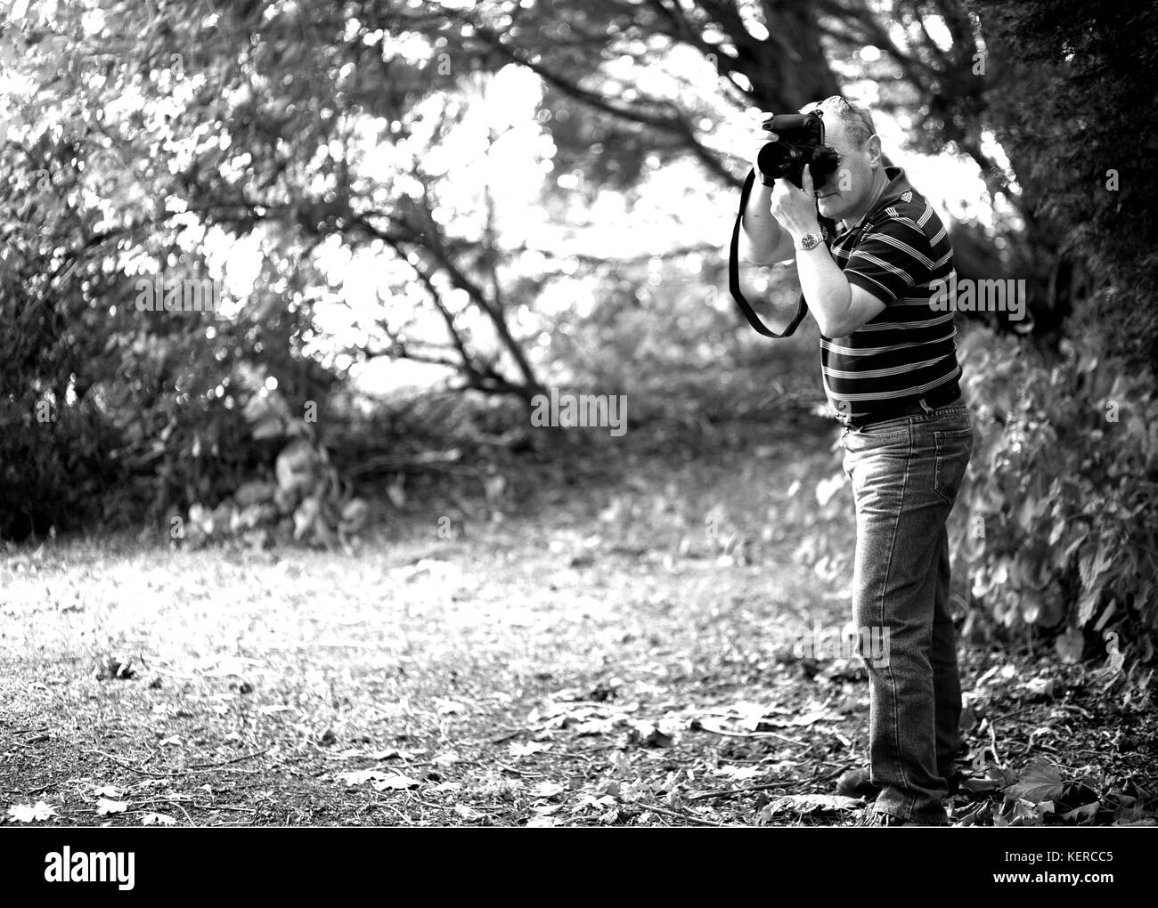 Juni 2008 - Reife männliche Fotografin bei der Arbeit an einem Waldphotoshooting. Stockfoto