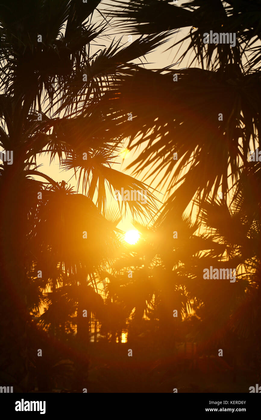 Foto retro Palme und Sonne Stockfoto