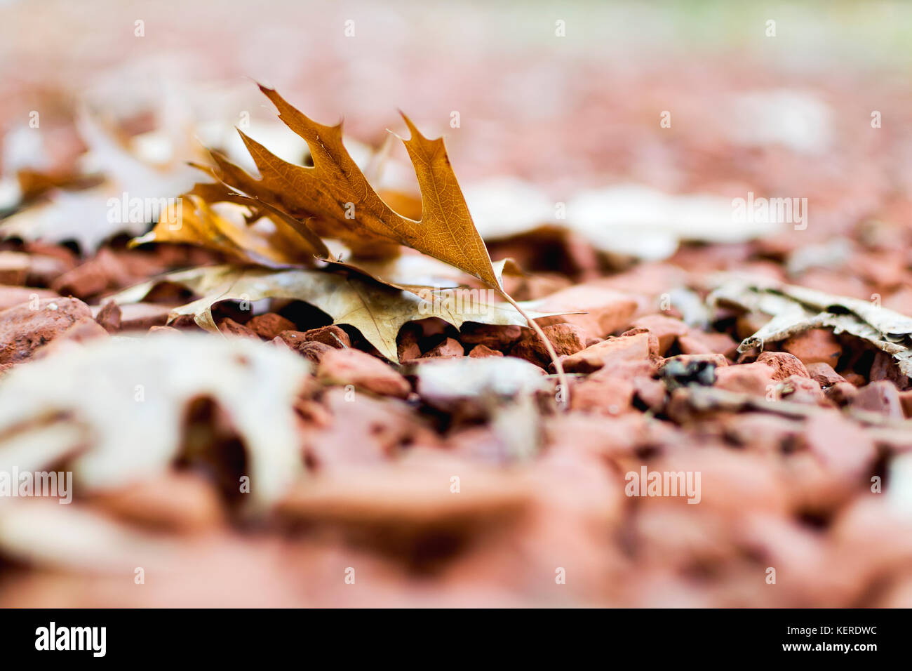 Herbst Blätter auf dem Boden. trocknen lassen. Herbst Blatt auf Schotter Stockfoto