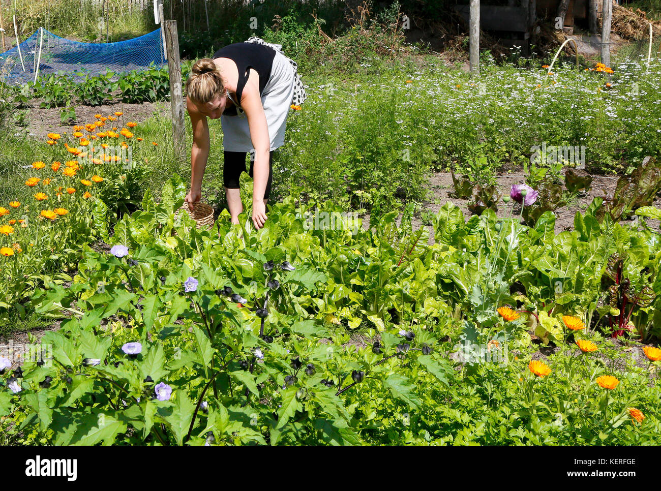 Essen Garten Overvecht ist eine gemeinsame Gemüsegarten