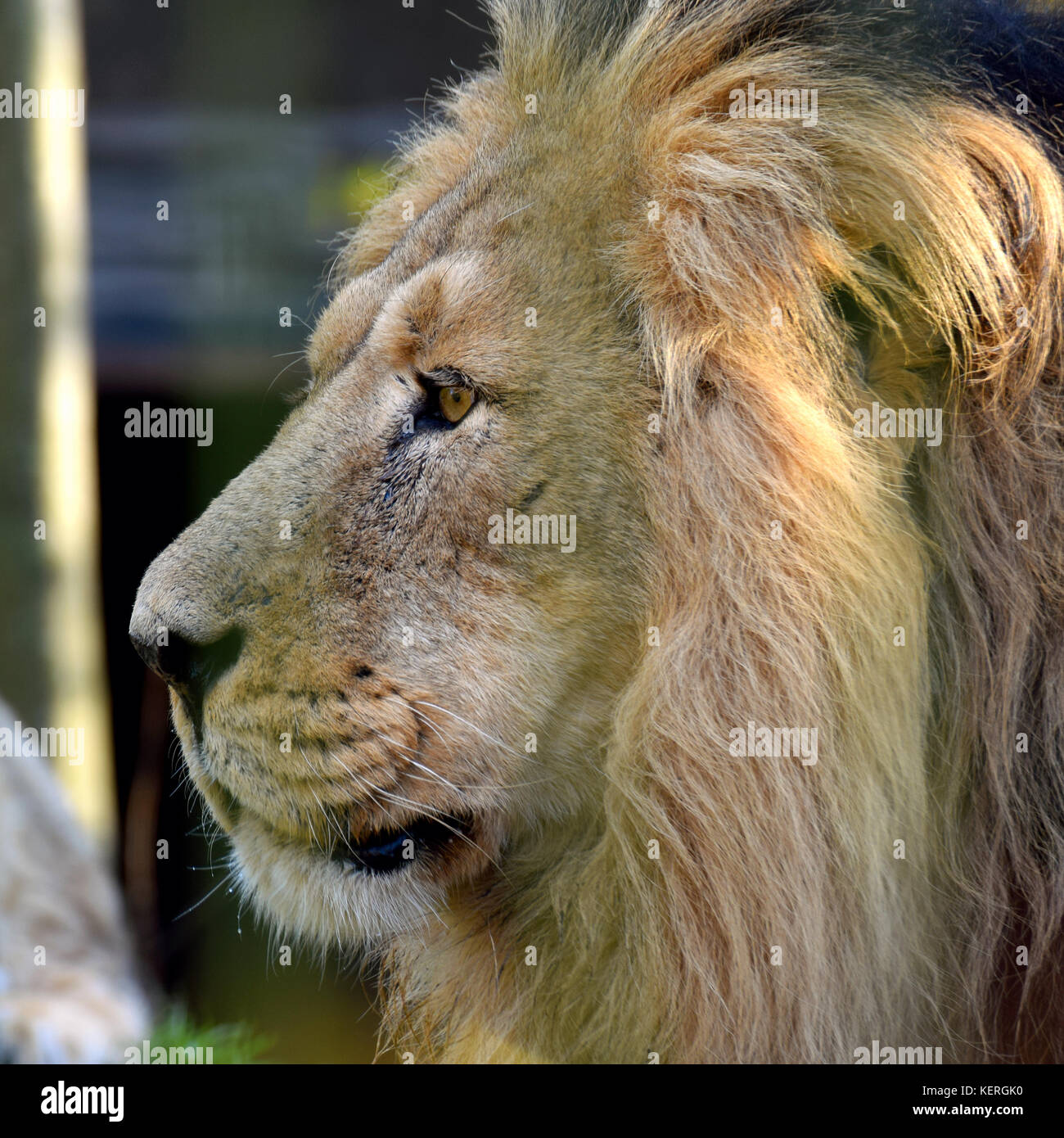 Männliche Löwe (Panthera leo persica), auch als die indischen Löwen und persischen Lion bekannt. Nahaufnahme Kopf Seitenansicht schoss der vom Aussterben bedrohten Raubkatze. Stockfoto
