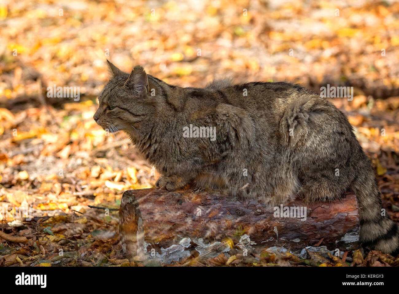 Europäische Wildkatze in den Wald Stockfoto