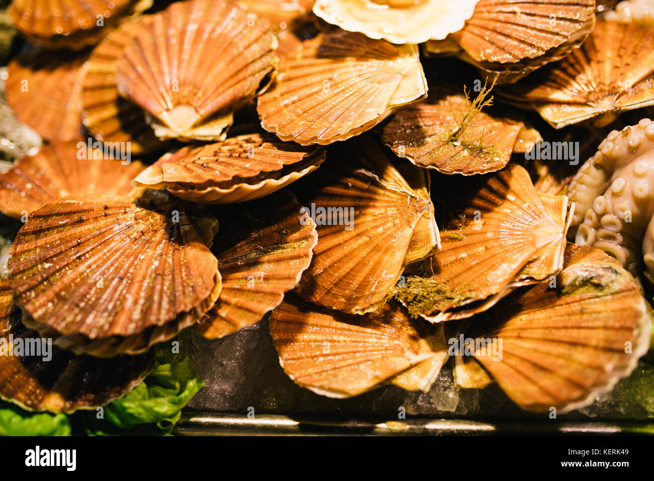 Frische Jakobsmuscheln fisch Sortiment am Fischmarkt. getönt ...