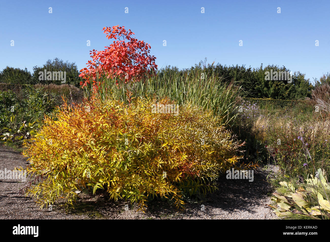 Herbst GEBÜSCH RHS Wisley Stockfoto