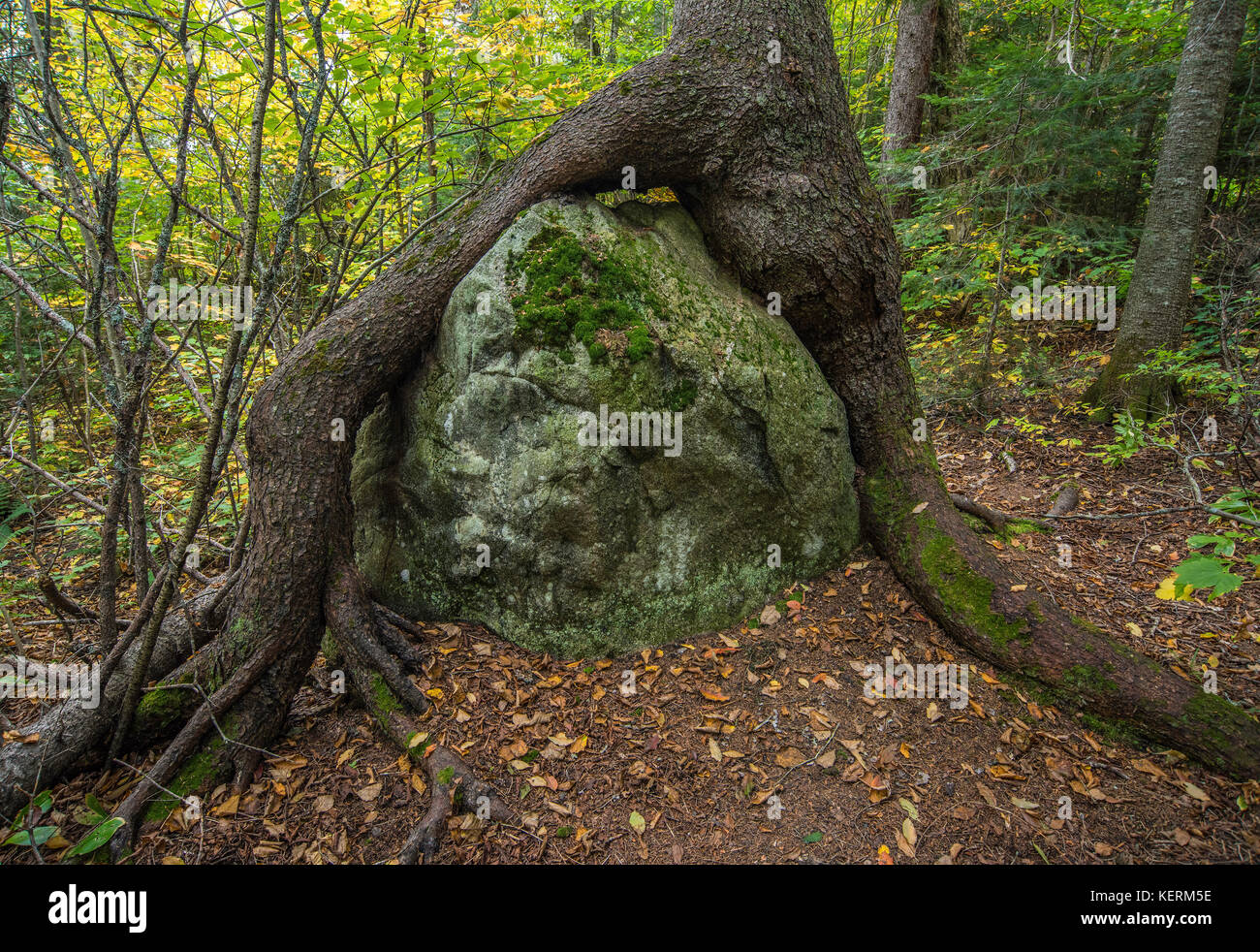 Glazialen erratischen, Boulder, Wurzeln über den Findling, Ontario, Kanada von Bruce Montagne/Dembinsky Foto Associates wachsende Stockfoto