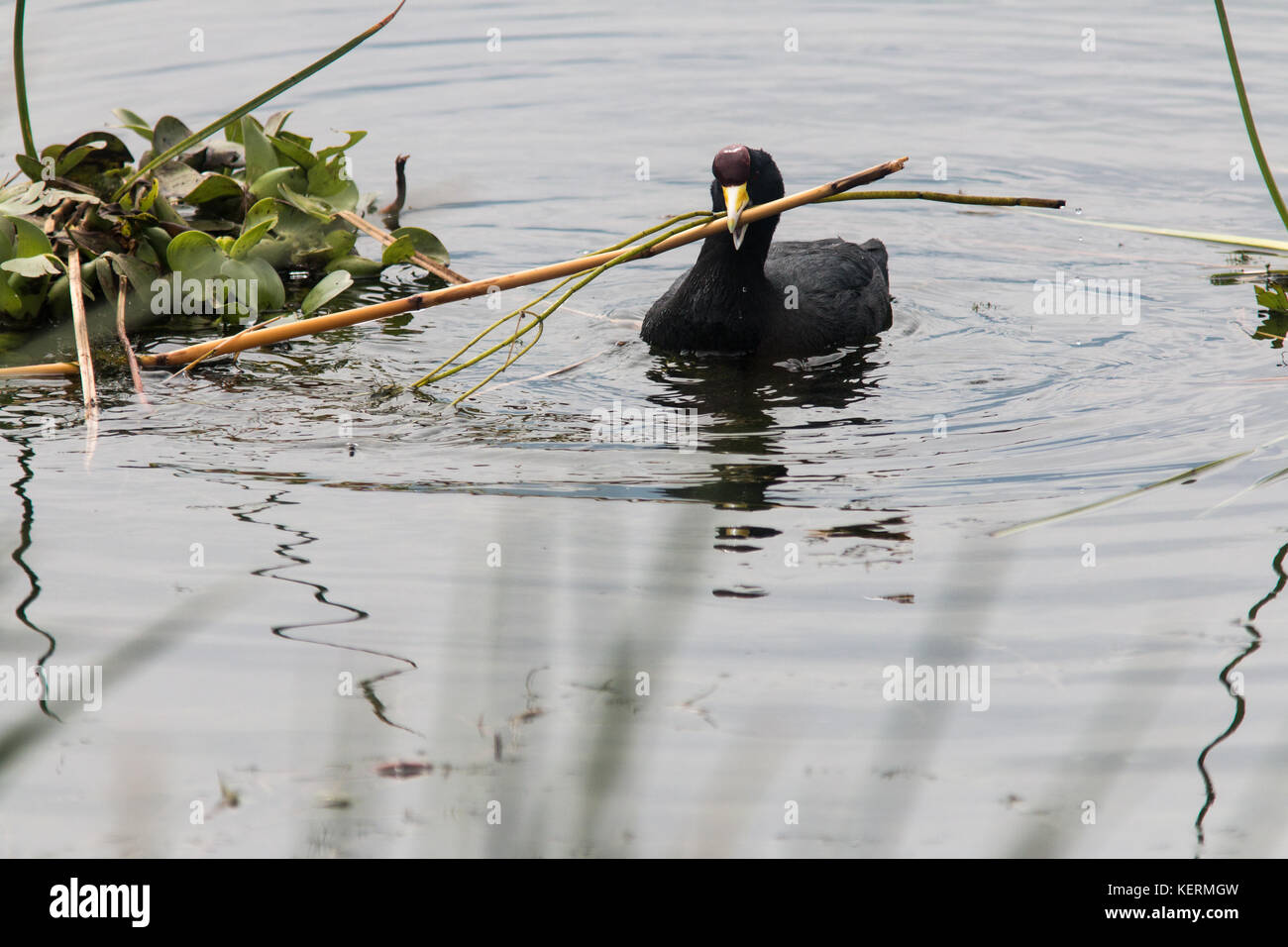 Andengemeinschaft Blässhuhn (Fulica ardesiaca) Sammeln von Schilf in der San Pablo See, Ecuador. Stockfoto