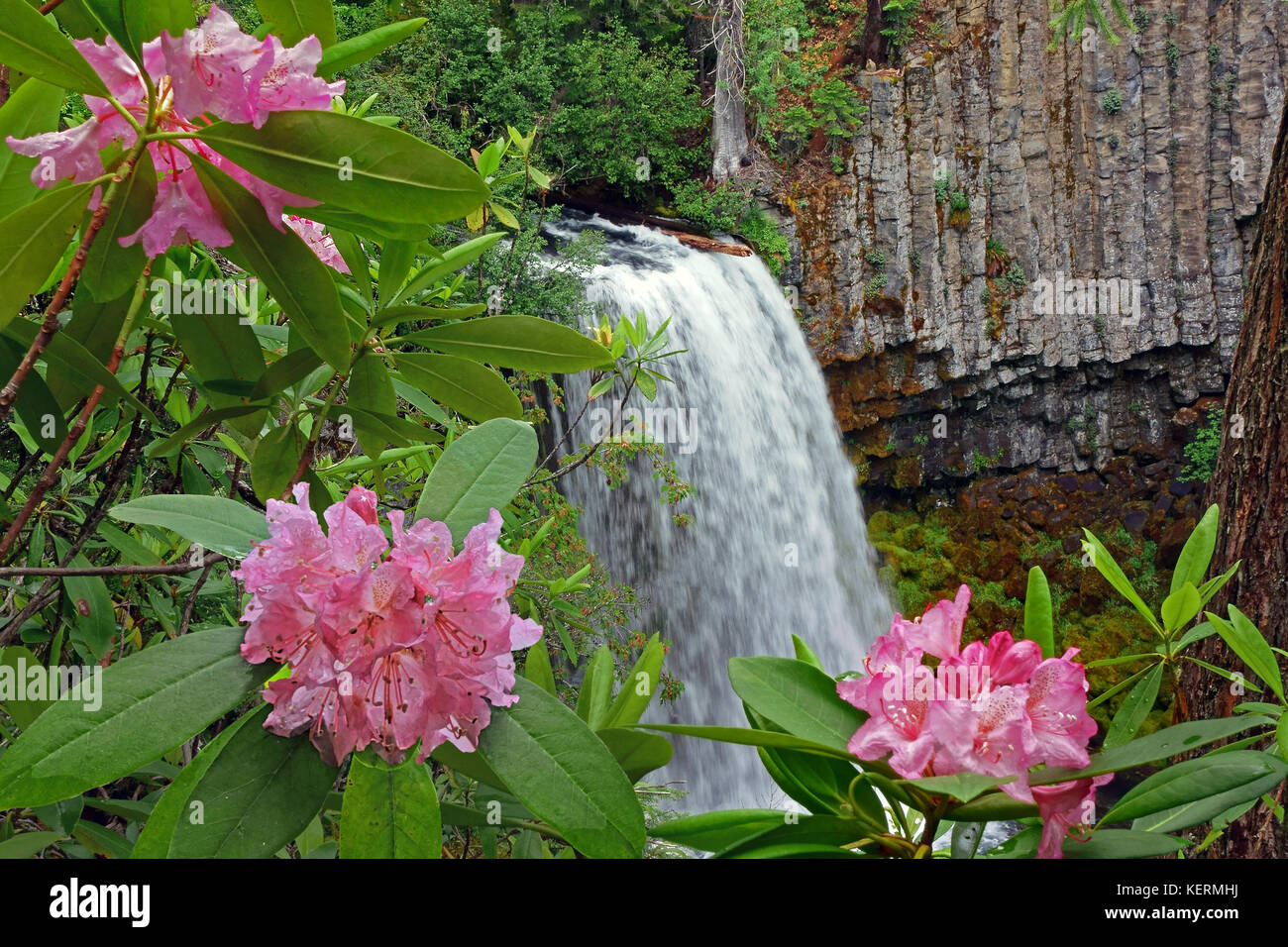 Wilde Rhododendren blühen neben Wasserfall Der umpqua National Forest von Douglas County, Oregon, USA Stockfoto