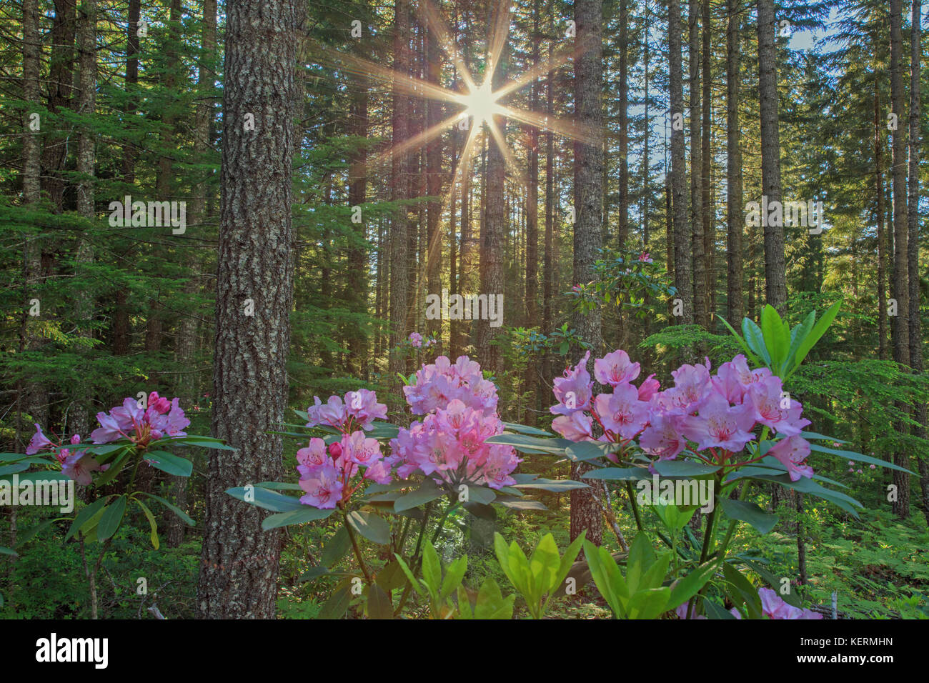 Wilde Rhododendren, umpqua National Forest, Oregon, USA Stockfoto