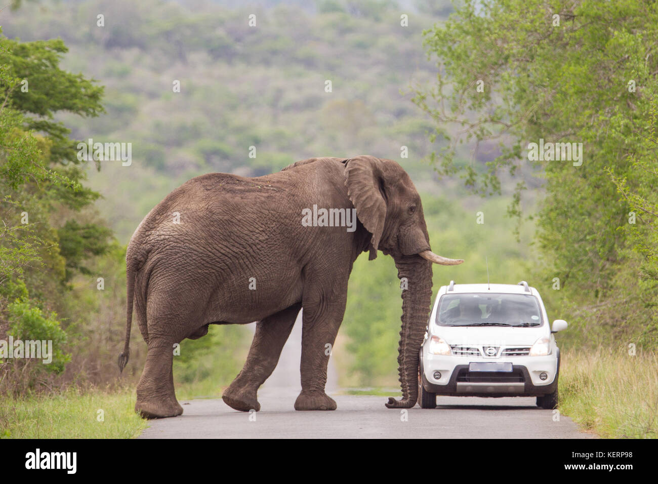 Eine afrikanische Savanne Elefant zu nahe kommt, für Komfort für Touristen in einem kleinen Auto, Hluhluwe Game Reserve, Südafrika Stockfoto