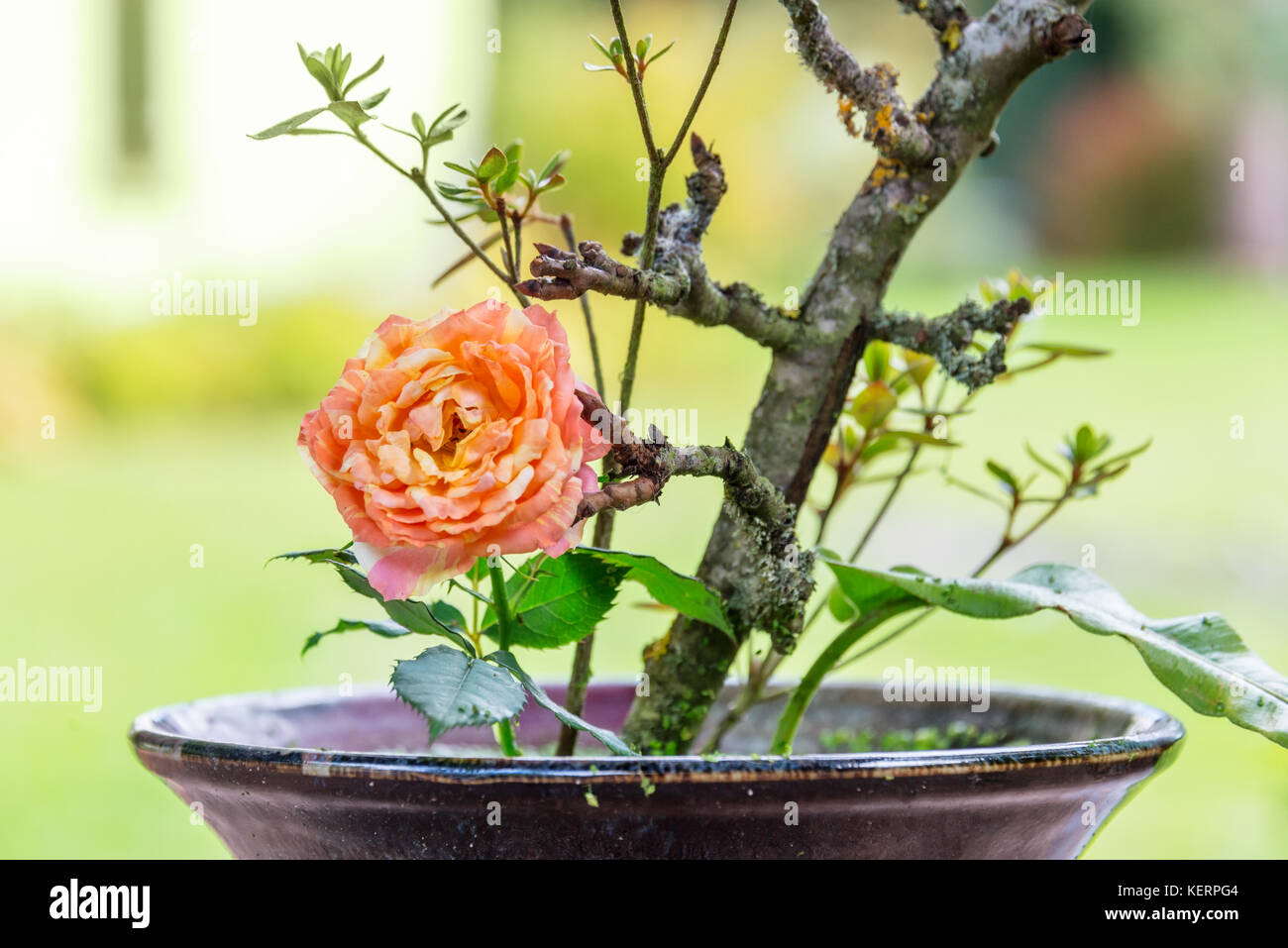 Nahaufnahme eines chinesischen Blumenarrangement mit einer orange Rose Stockfoto