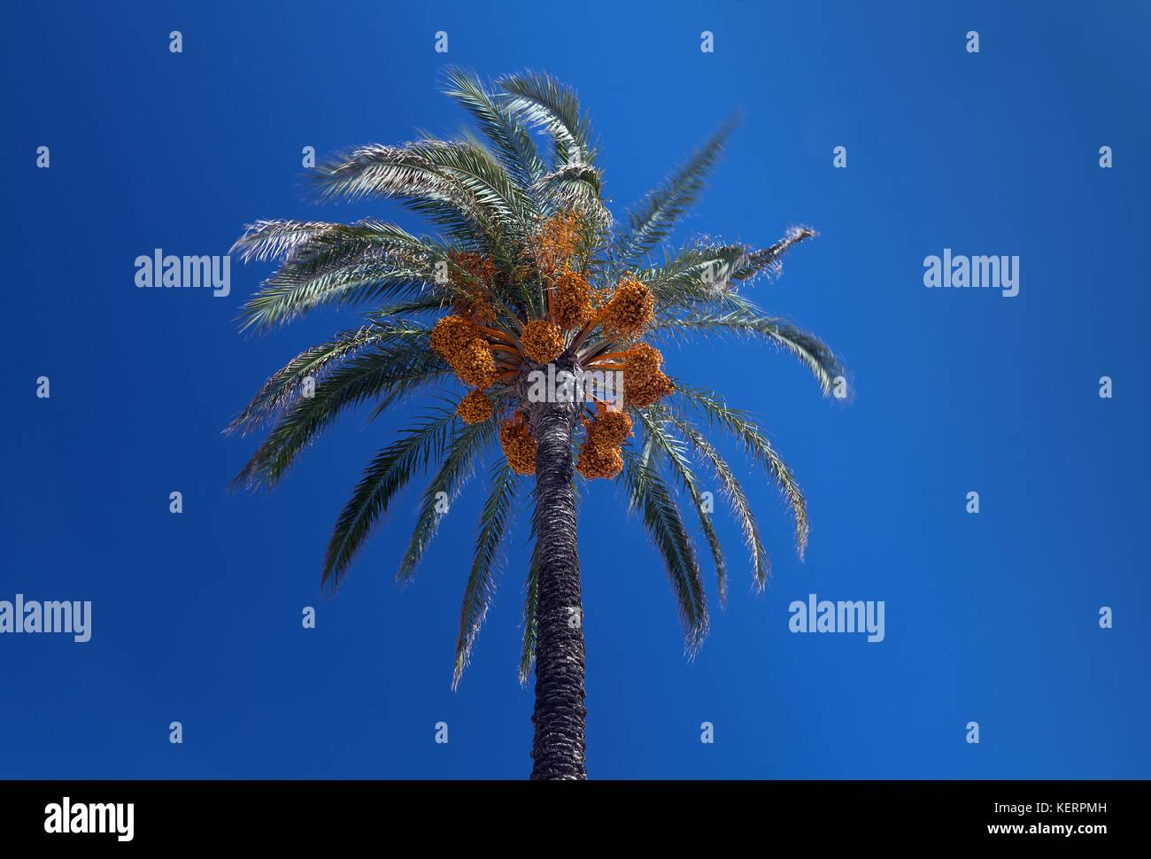 Dattelpalme Stockfoto