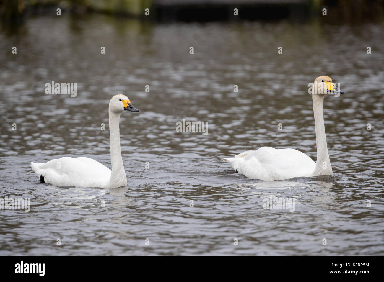 Bewick Swan und Whooper Swan; Cygnus columbianus und Cygnus cygnus; Single Bewick neben Single Whooper Scotland; UK Stockfoto