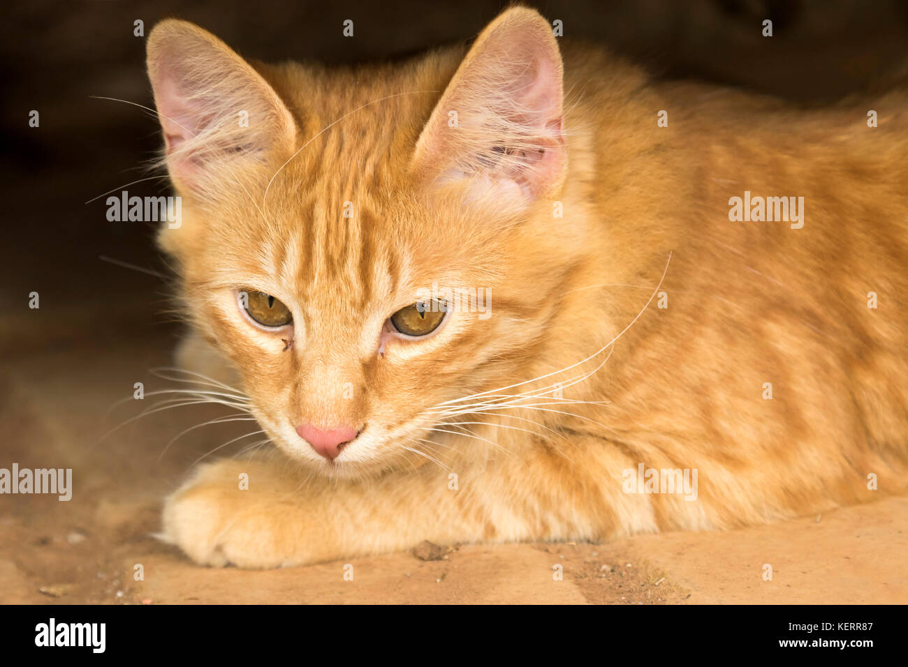 Gelbe sleepy stray Kitty Cat portrait am Boden Stockfoto