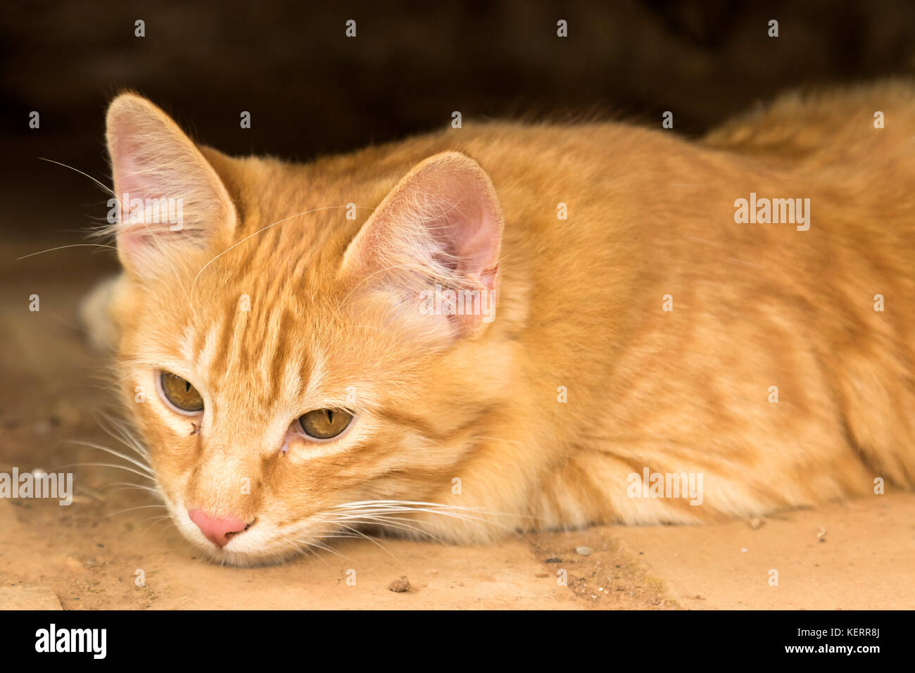 Gelbe sleepy stray Kitty Cat portrait am Boden nach unten schauen. Stockfoto