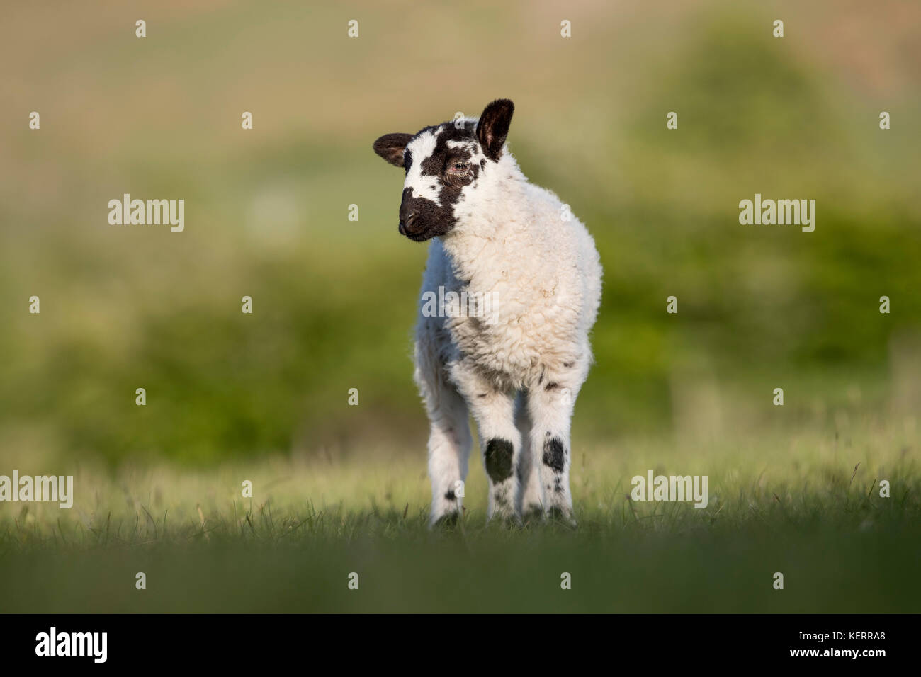 Lamb; Lancashire; Großbritannien Stockfoto