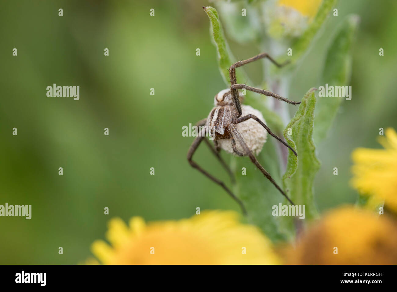 Baumschule Netz Spinne; Pisaura mirabilis Single mit Ei Sac Cornwall; Großbritannien Stockfoto