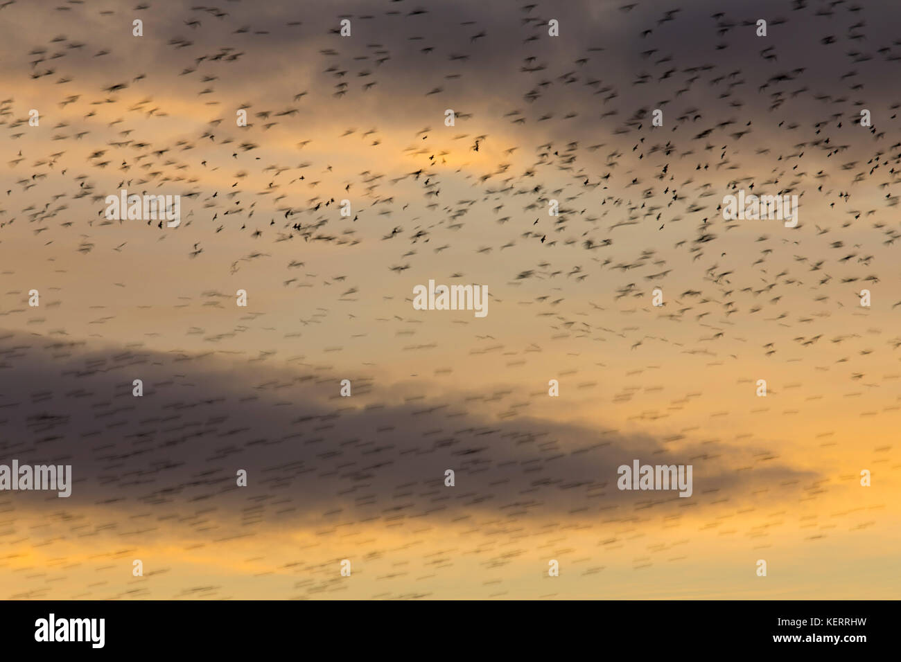 Starling; Sturnus vulgaris Flock in Flight Blackpool; Großbritannien Stockfoto