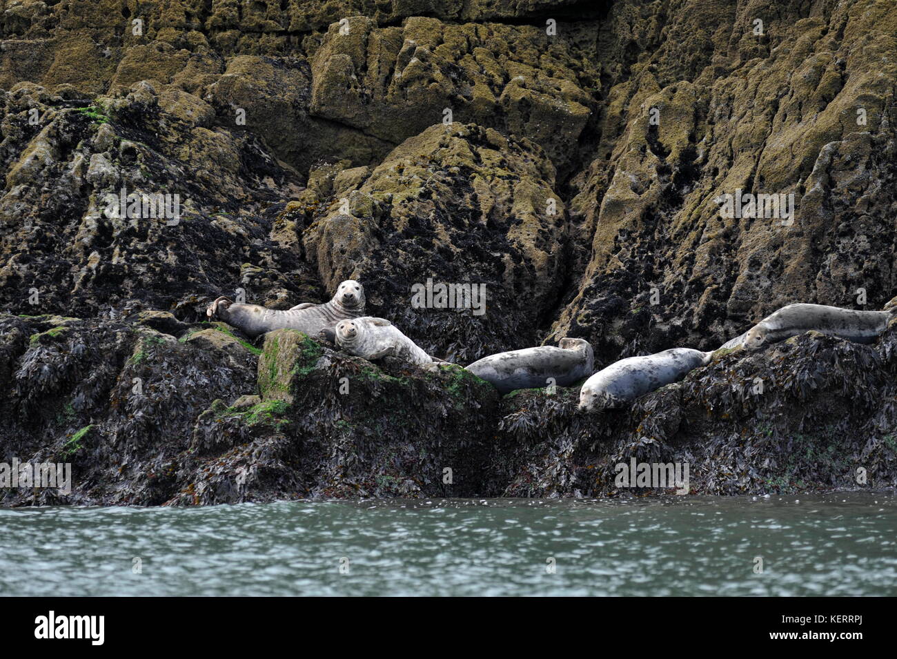 Graue Dichtungen - der größte Zucht Dichtungen in Großbritannien fand einige Zeit genießen Sie aus dem Wasser auf die Würmer Kopf Stockfoto