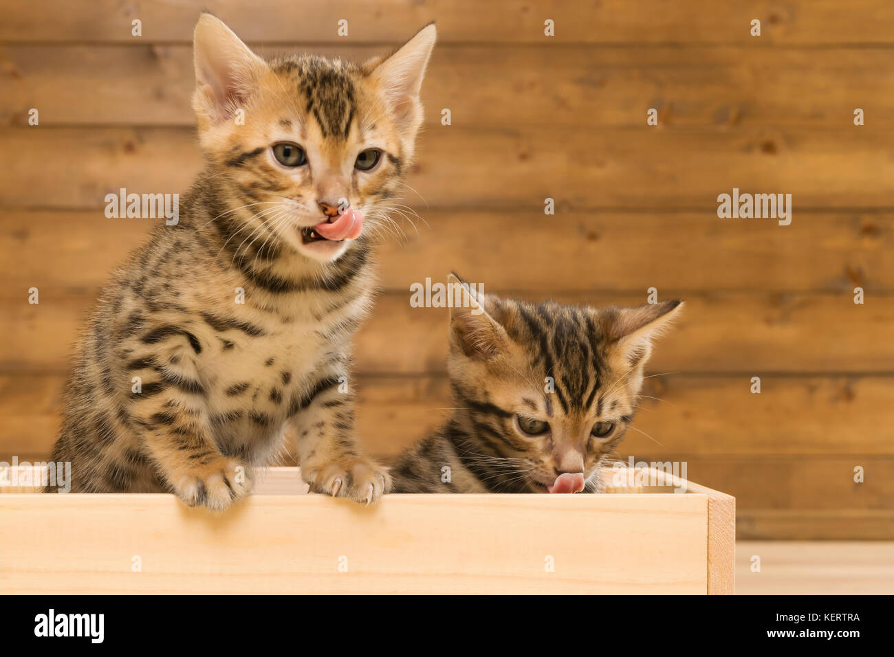 Zwei kleine Bengal Katzen schauen aus der Box Stockfoto