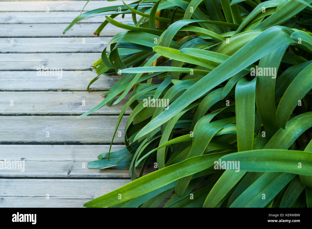 Nahaufnahme eines Holzweges und üppige grüne Blätter Büsche Stockfoto