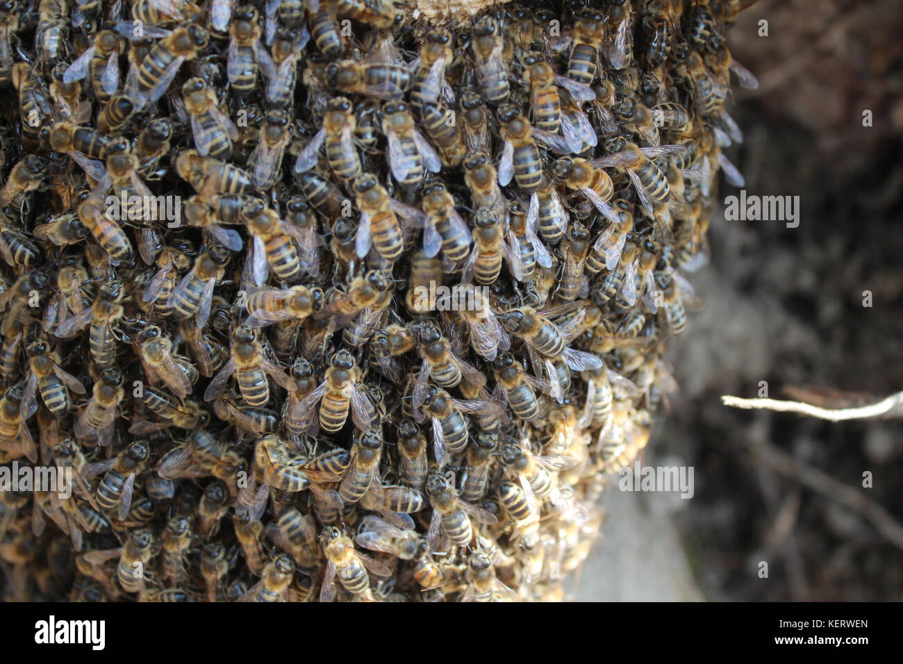 Bienenschwarm Stockfoto