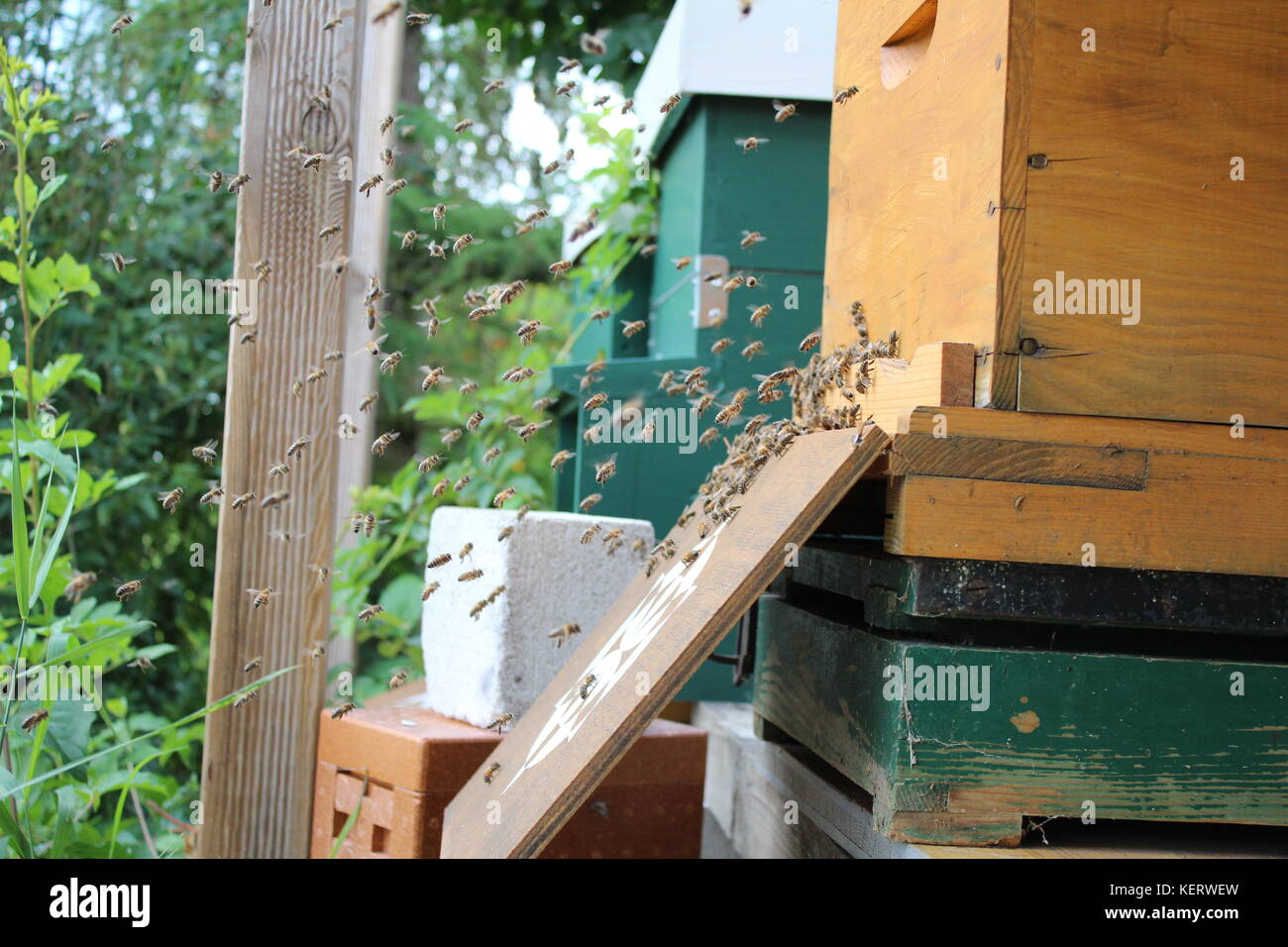 Flying Honigbienen vor ihrem Bienenstock Stockfoto