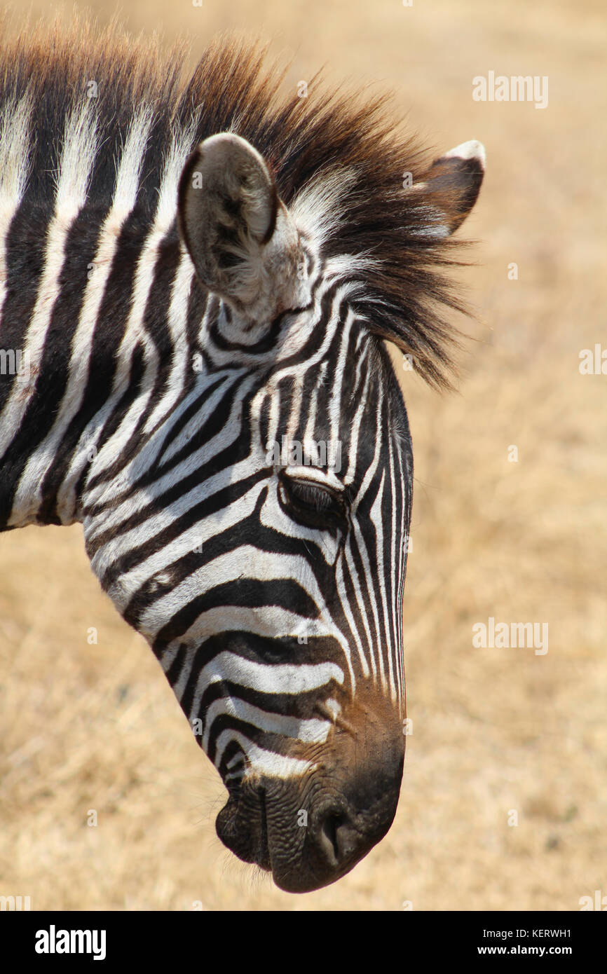 Seite Kopf geschossen Close up Profil der afrikanischen Zebra Safari in ngorogoro Krater, Tansania Stockfoto