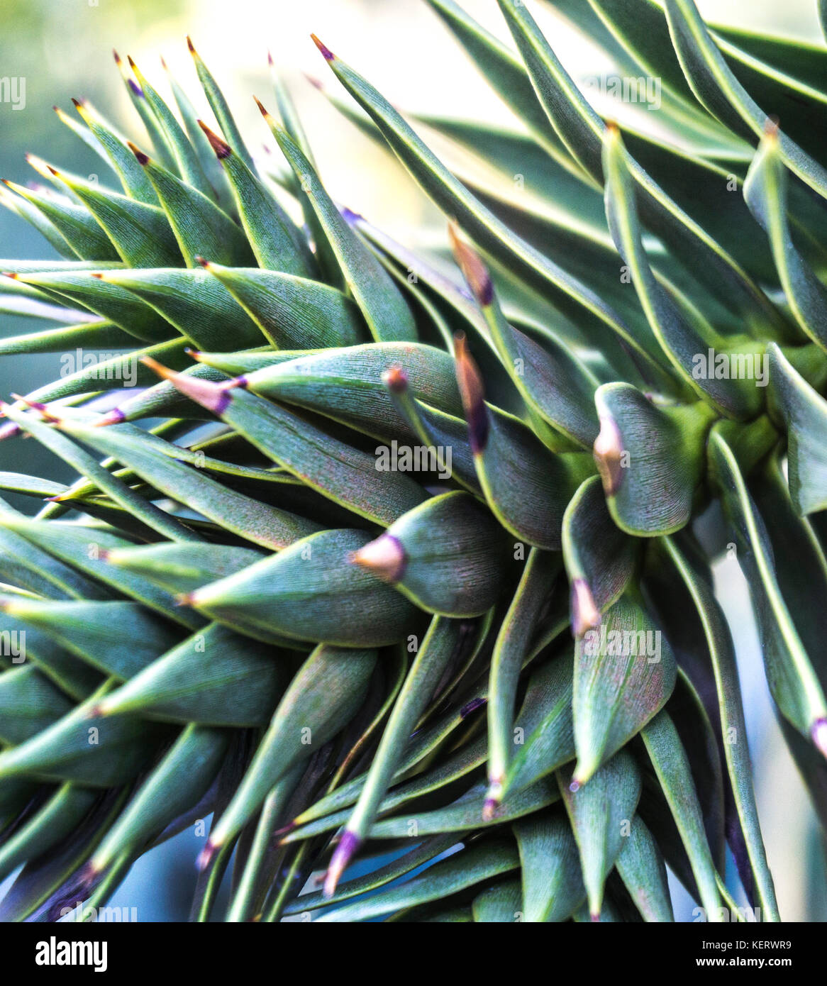 Echeveria sukkulenten Werk 6 Stockfoto