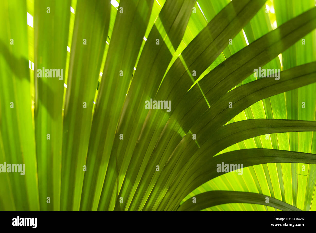 Coccothrinax Alta ist ein palm die Eingeborene ist Rico und die Virgin Islands, Puerto, wachsende bei Kew botanische Gärten Stockfoto