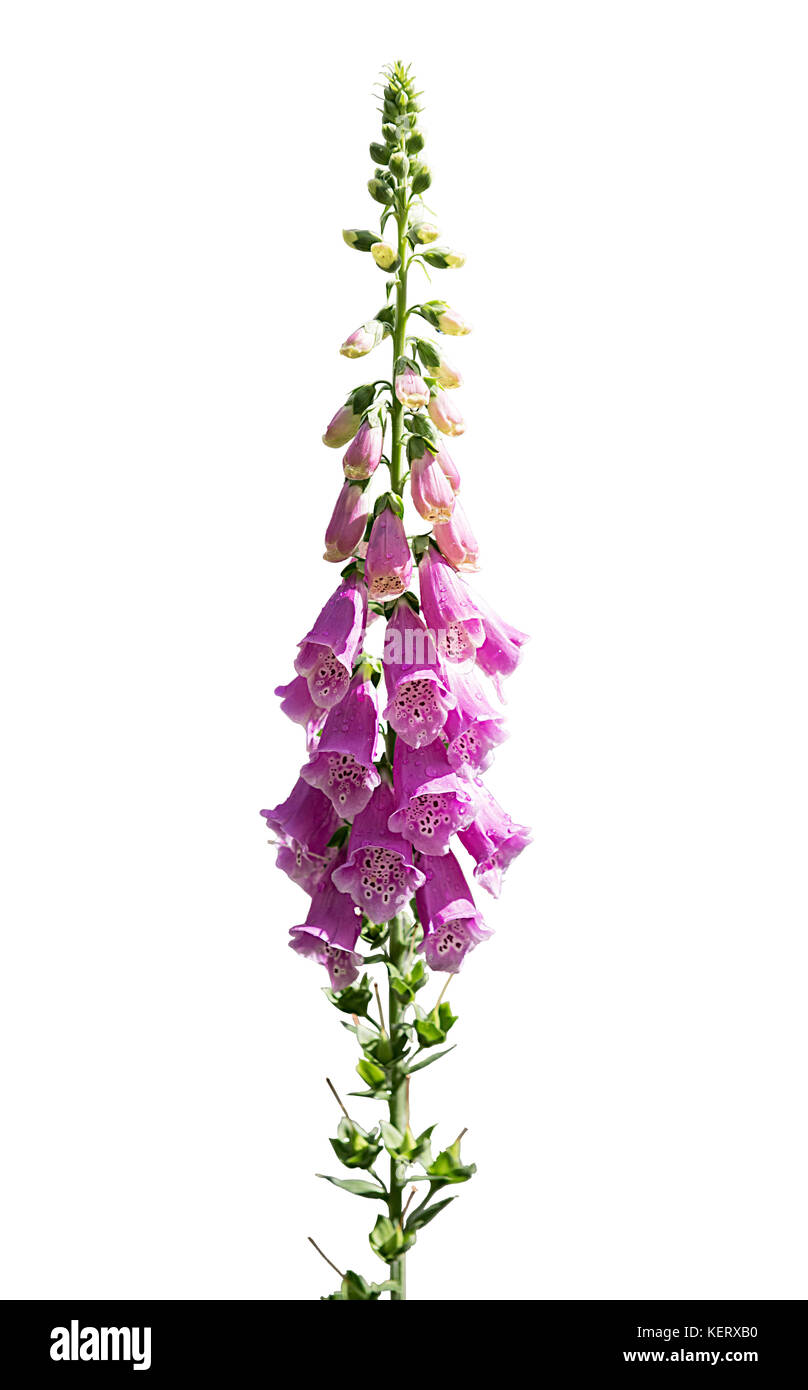 Schneiden Sie das Bild eines Fingerhut ‎Digitalis purpurea Stockfoto