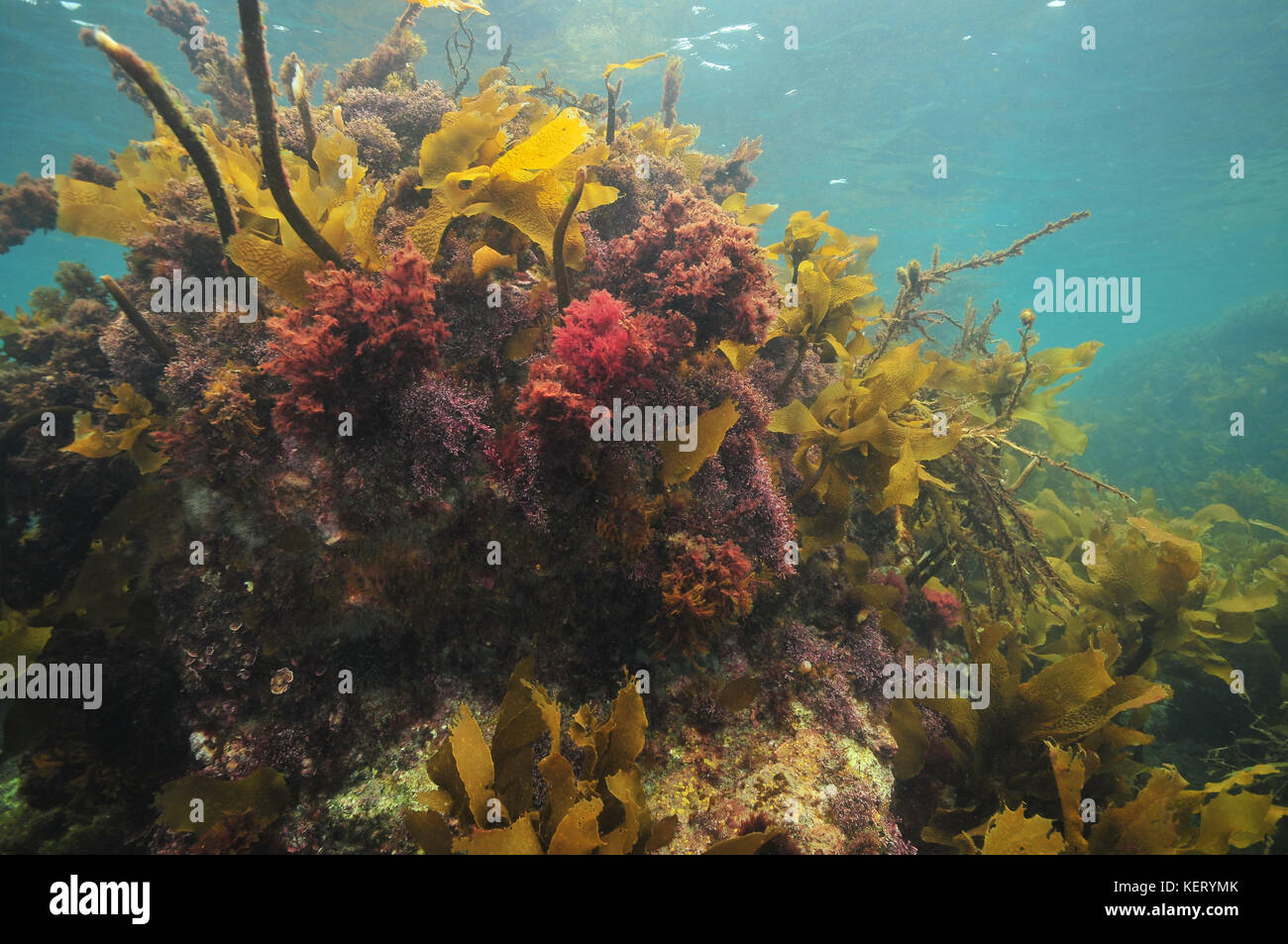 Bunte meer Unkräuter, die Felsen rechts unter der Meeresoberfläche. Stockfoto