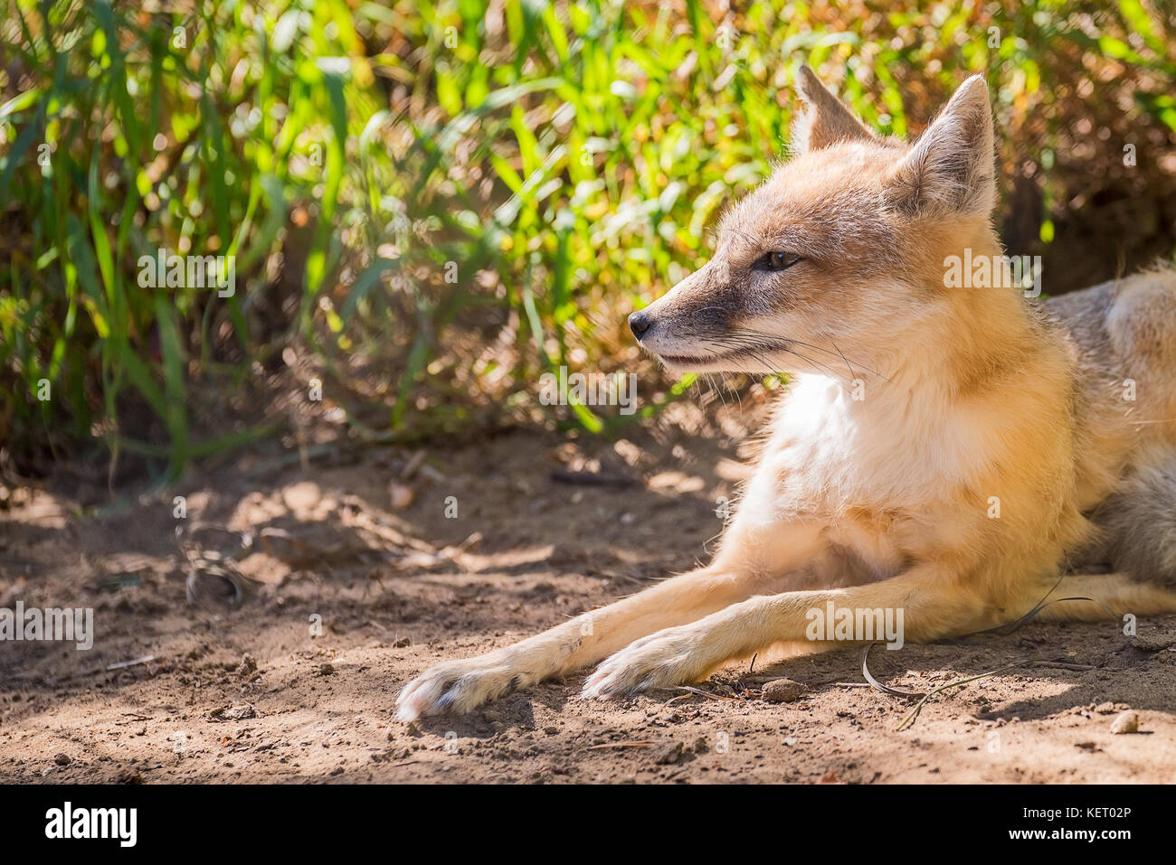 Fox in der Sonne liegend Stockfoto